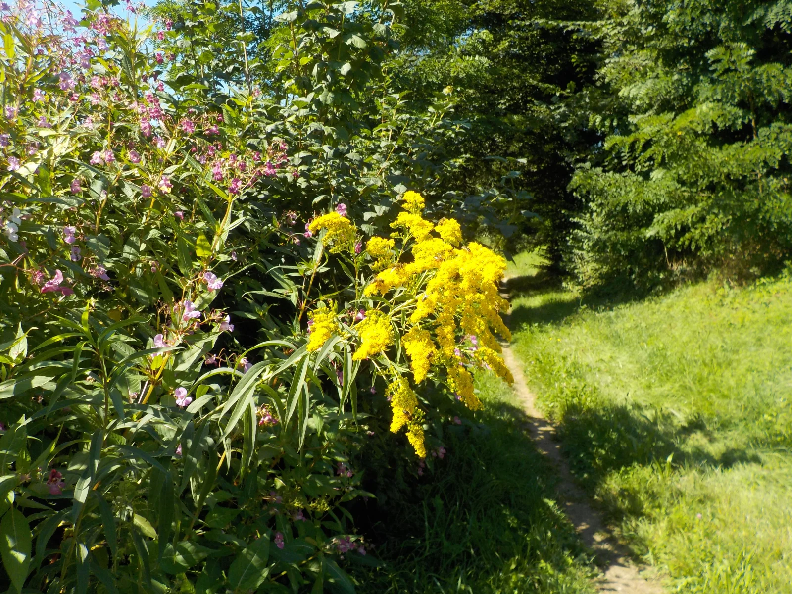 DSCN6404.webp
