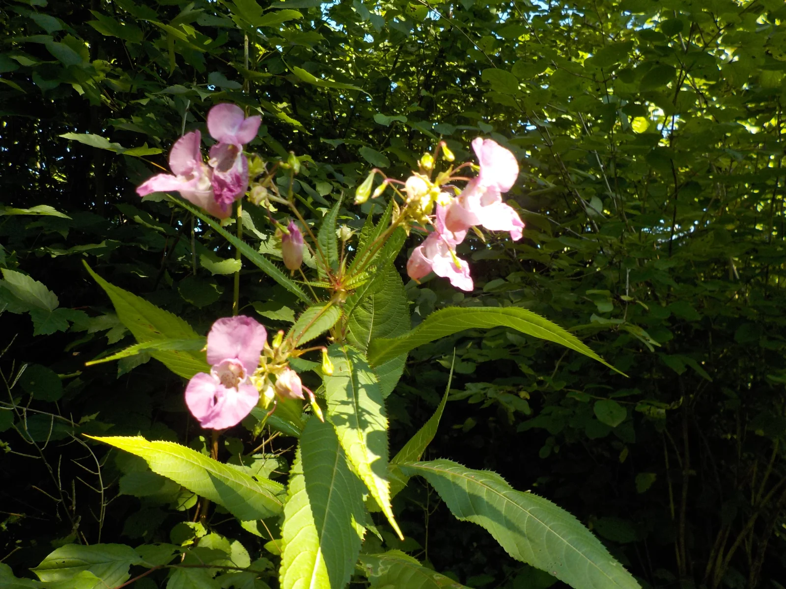 DSCN6411.webp