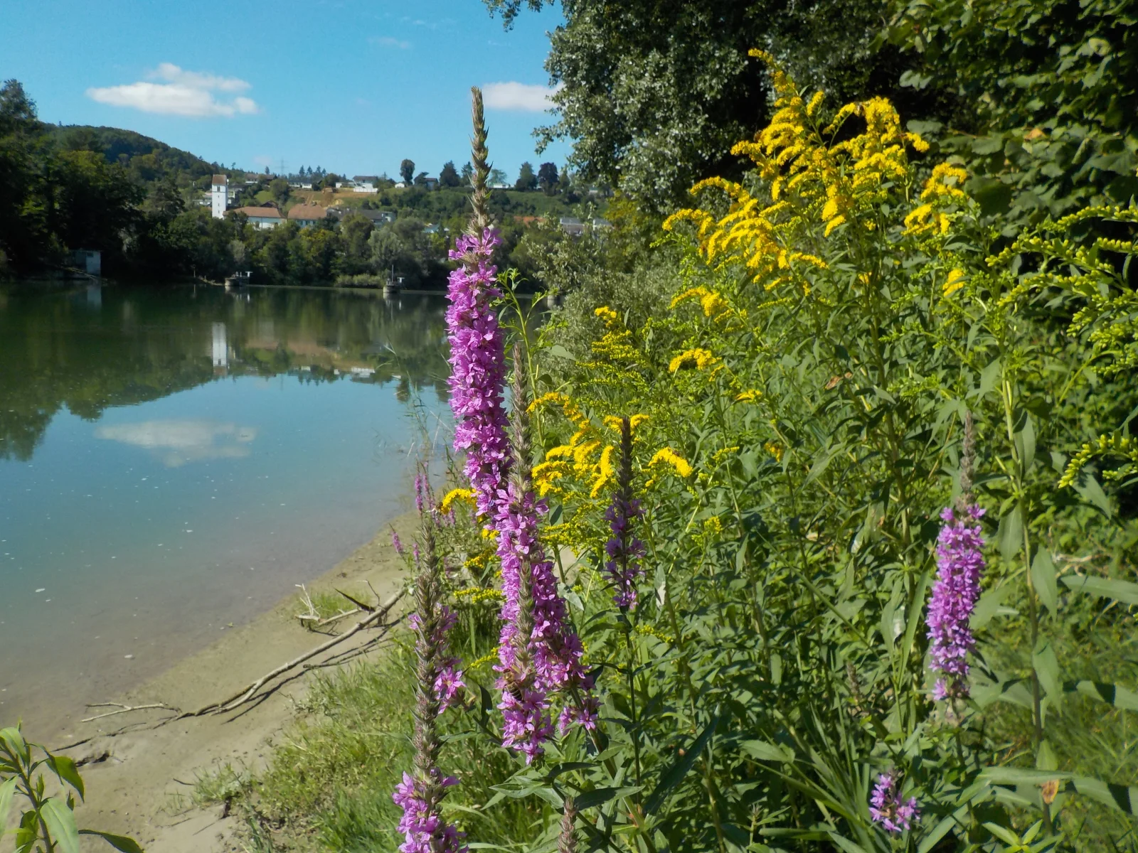 DSCN6450.webp