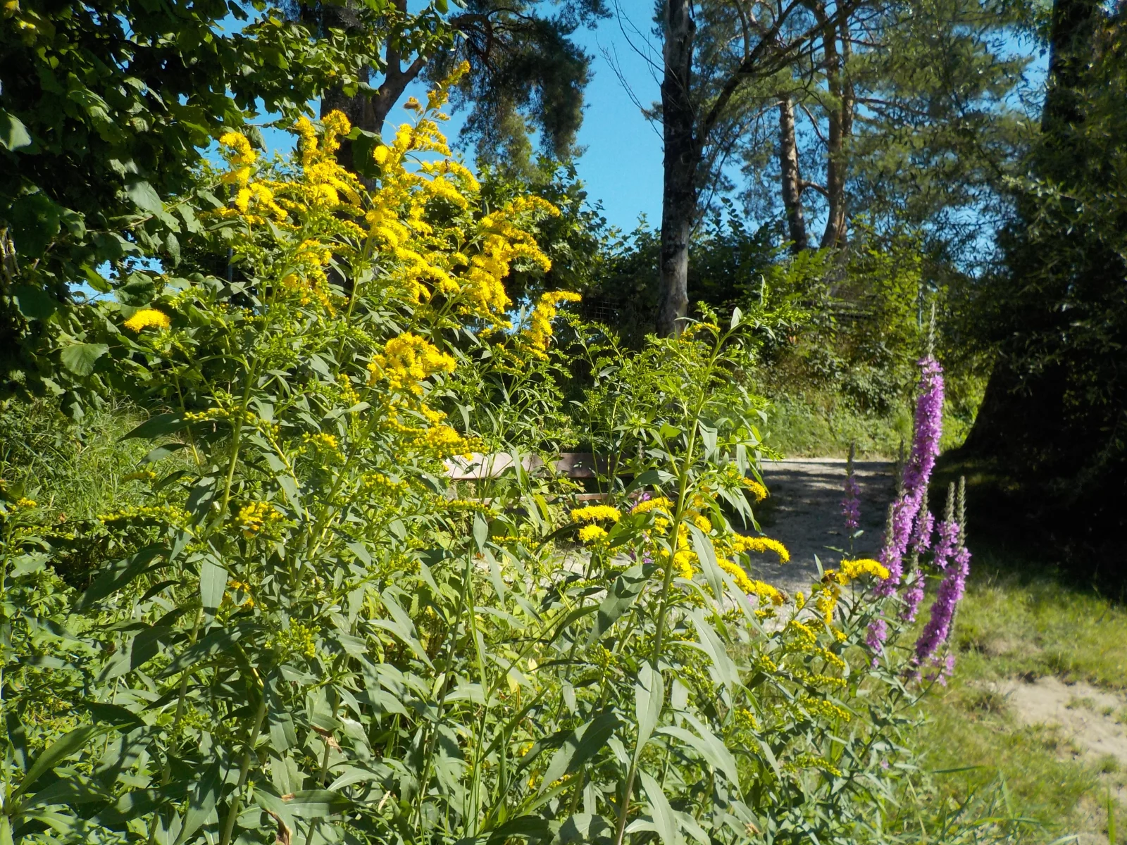 DSCN6454.webp