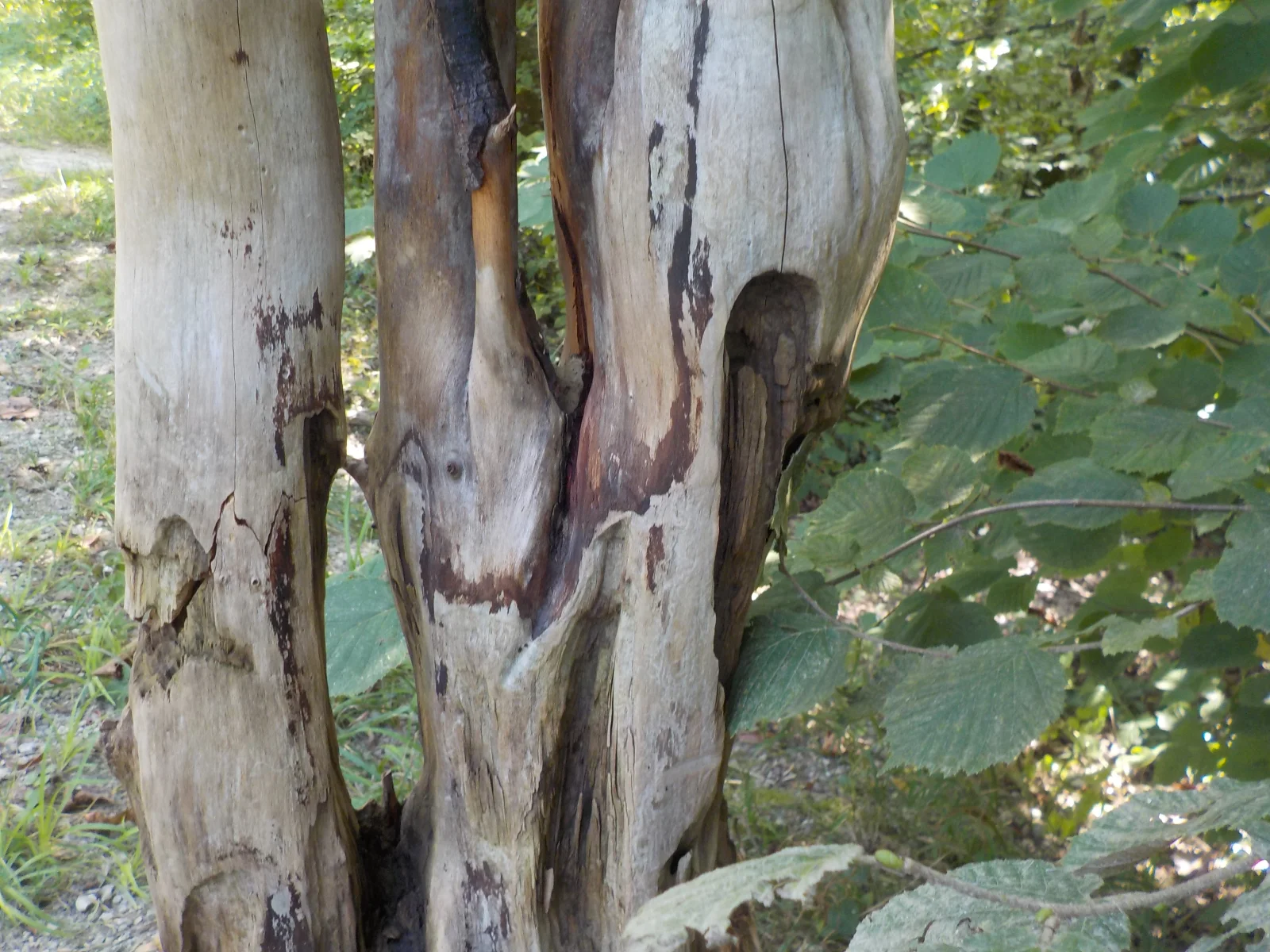 DSCN6458.webp