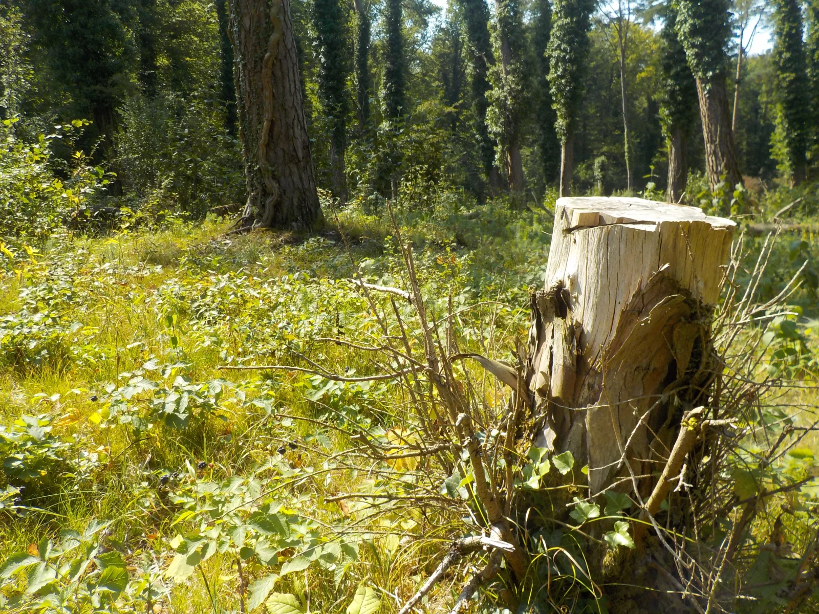 DSCN6474.webp