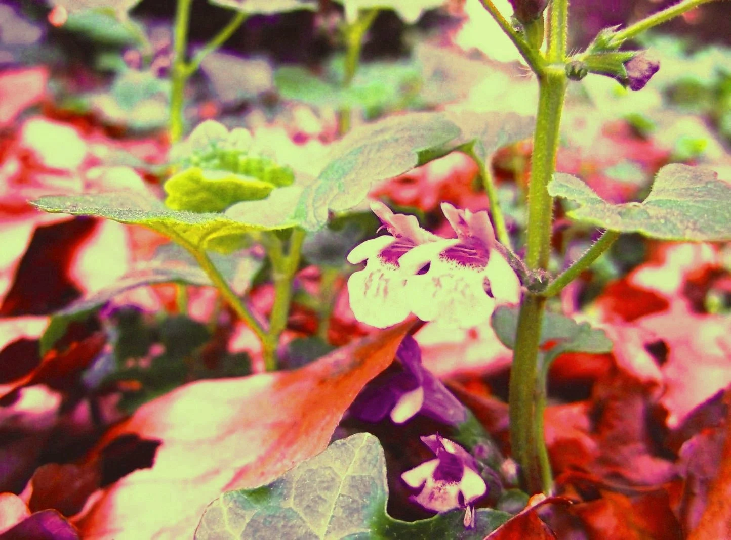 DSCN6515.jpg