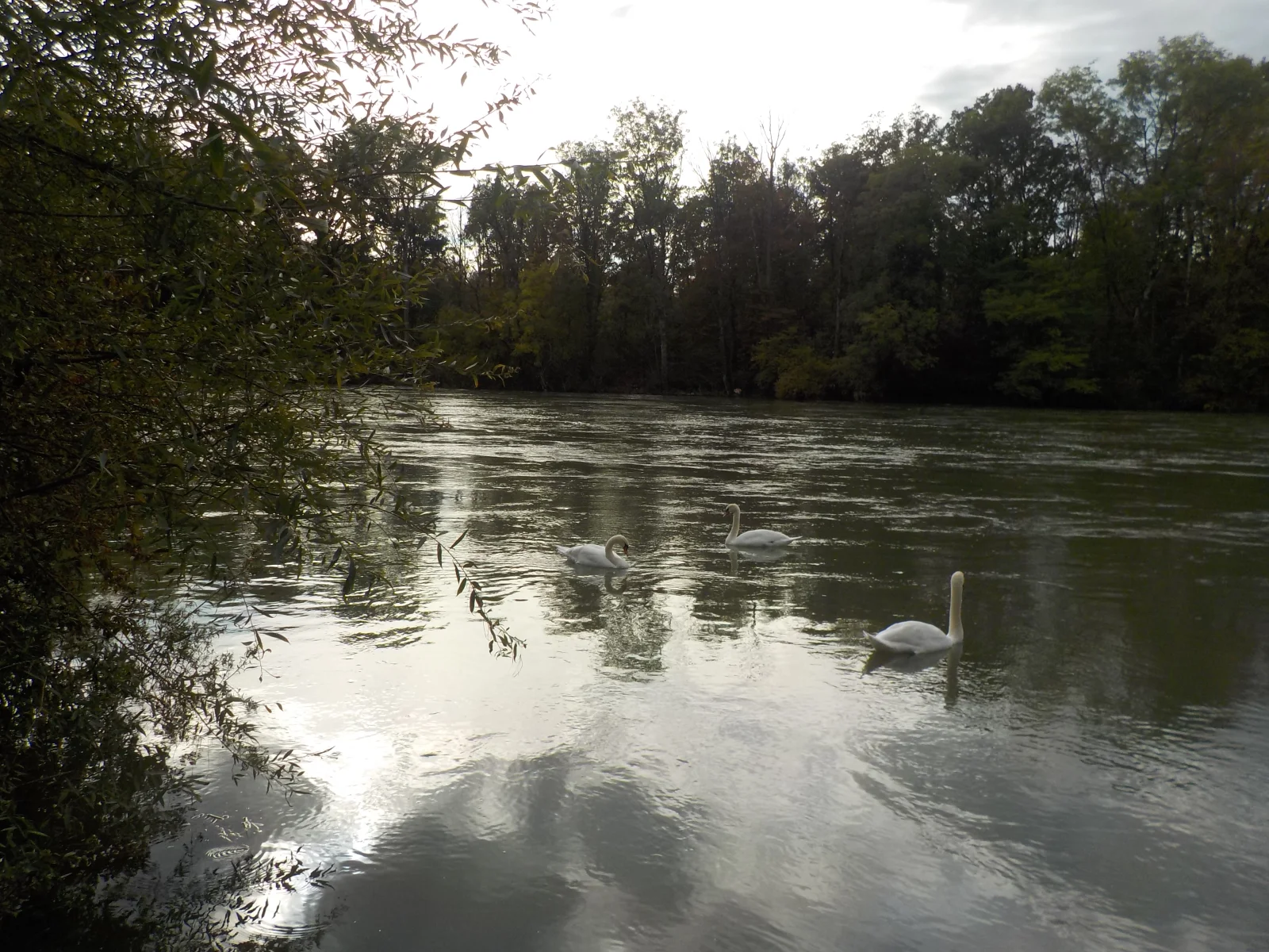 DSCN6533.webp