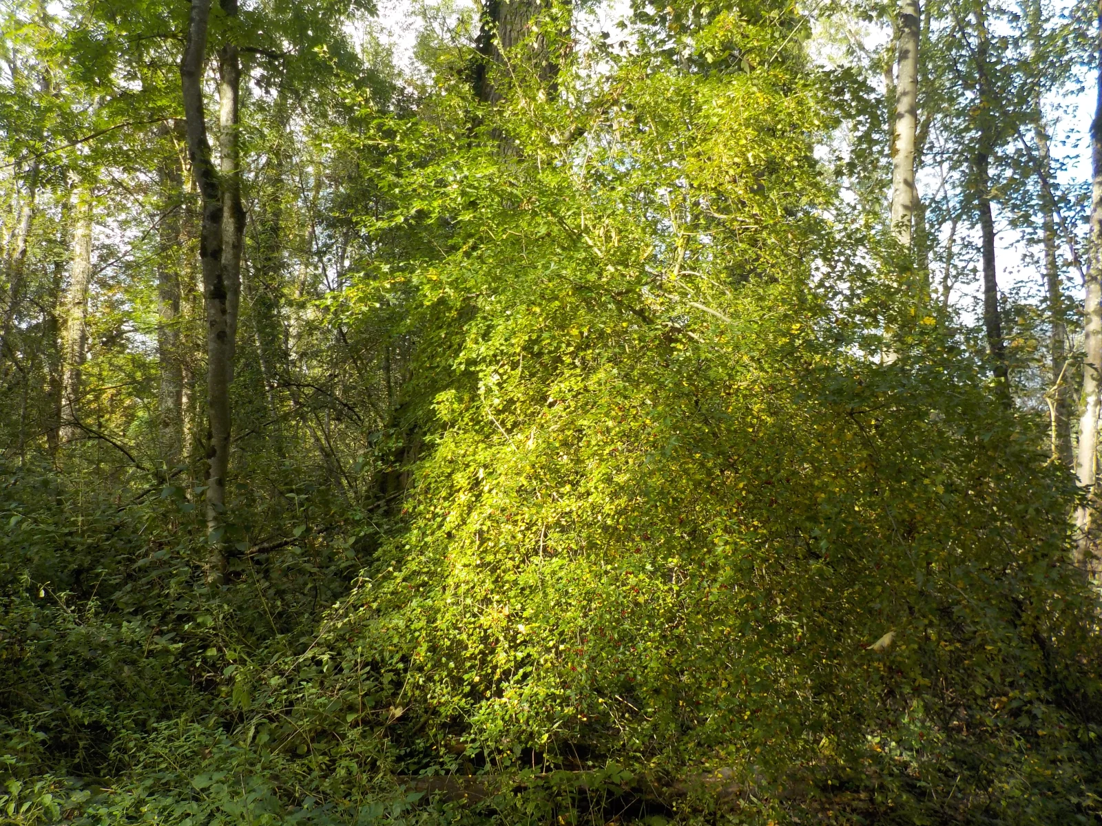 DSCN6544.webp