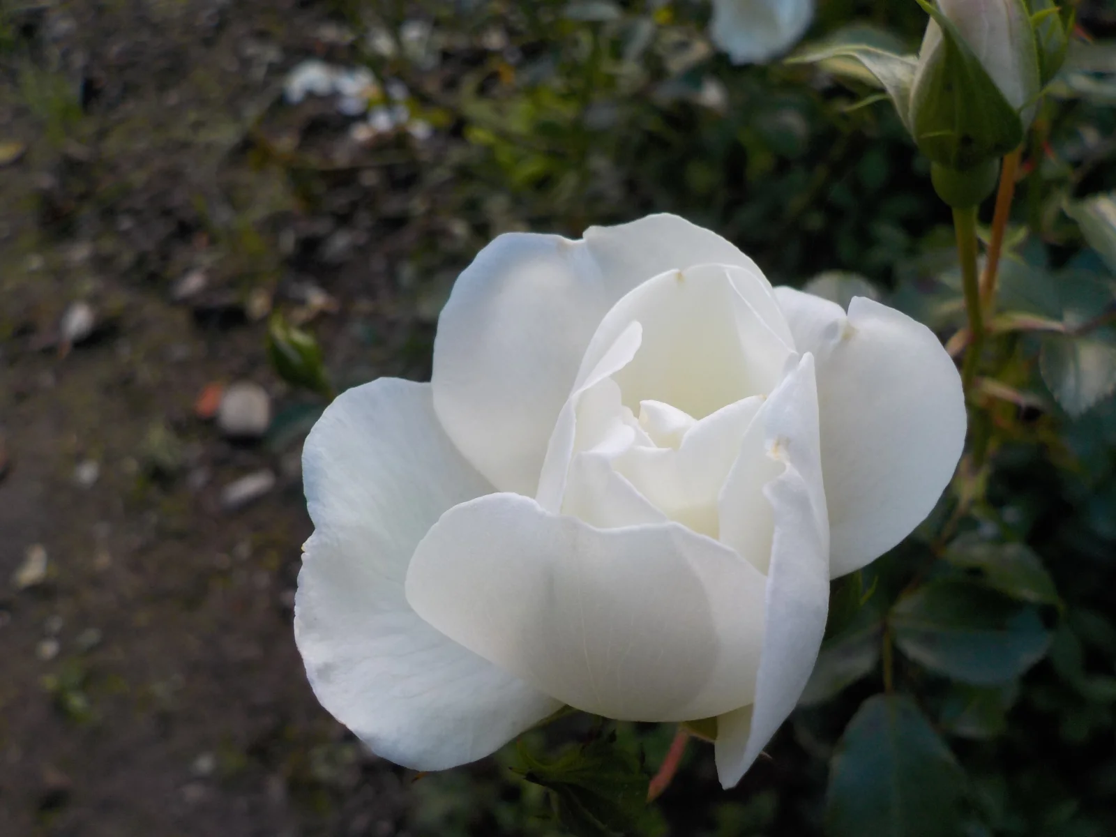 DSCN6588.webp