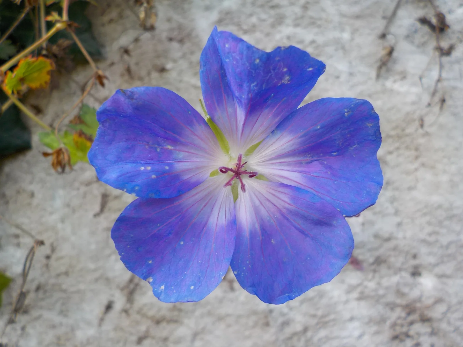 DSCN6619.webp