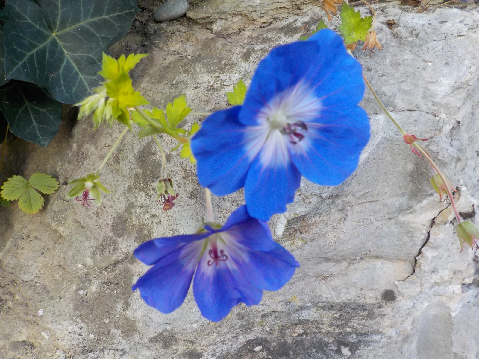 DSCN6620.webp