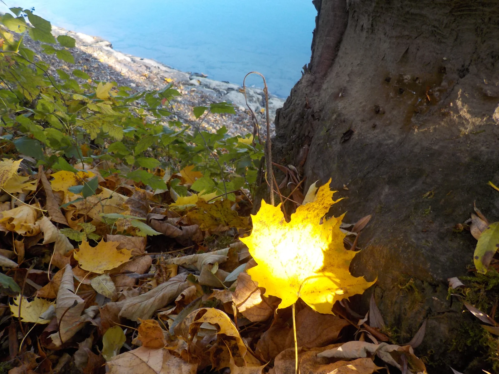 DSCN6626.webp