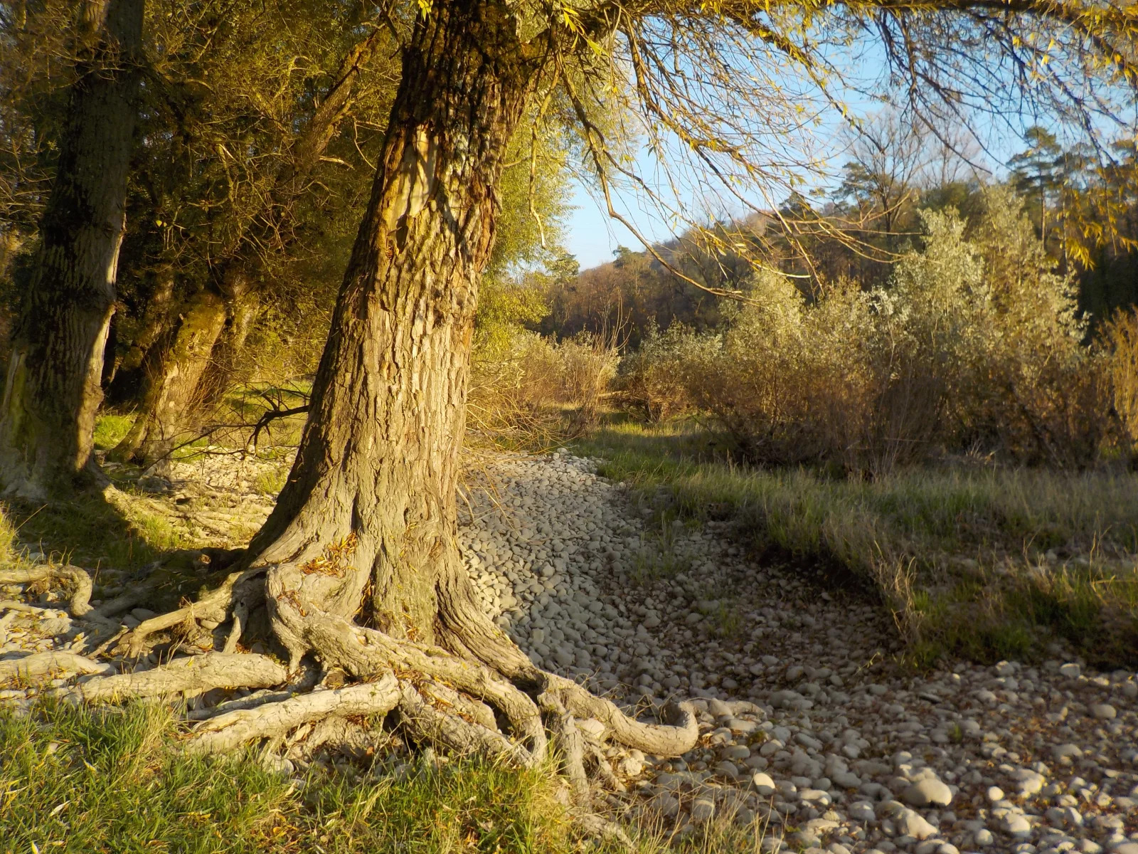 DSCN6640.webp