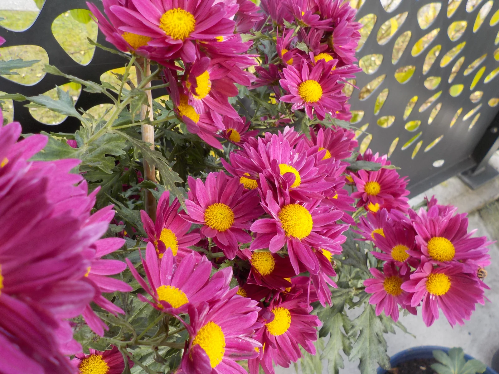 DSCN6669.webp
