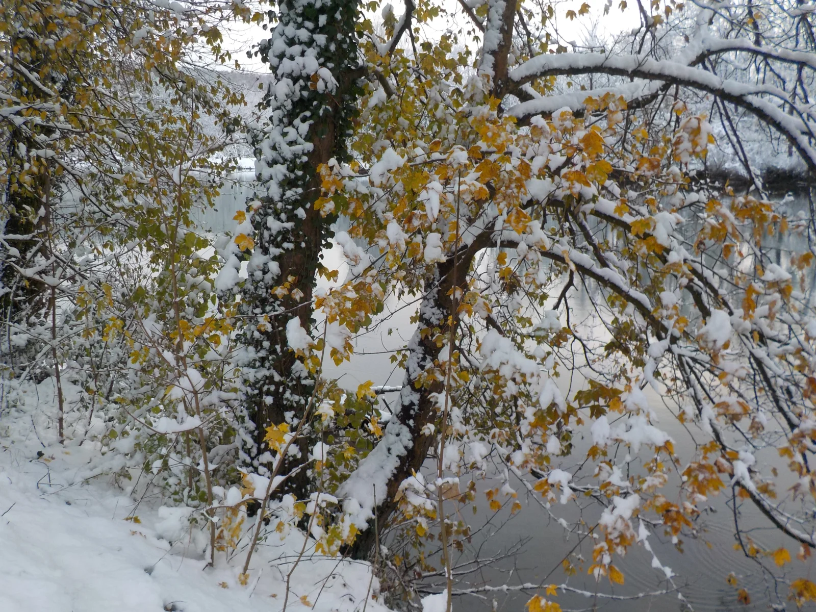 DSCN6680.webp