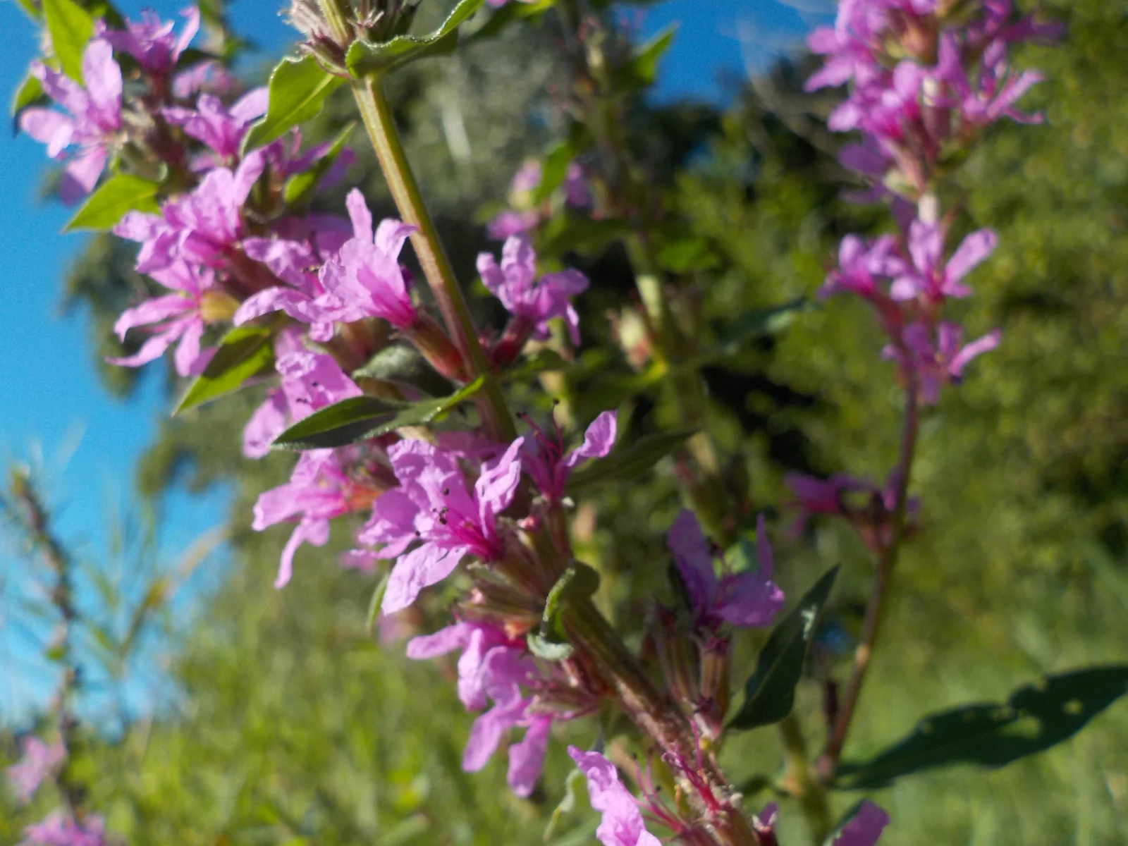 DSCN6854.webp