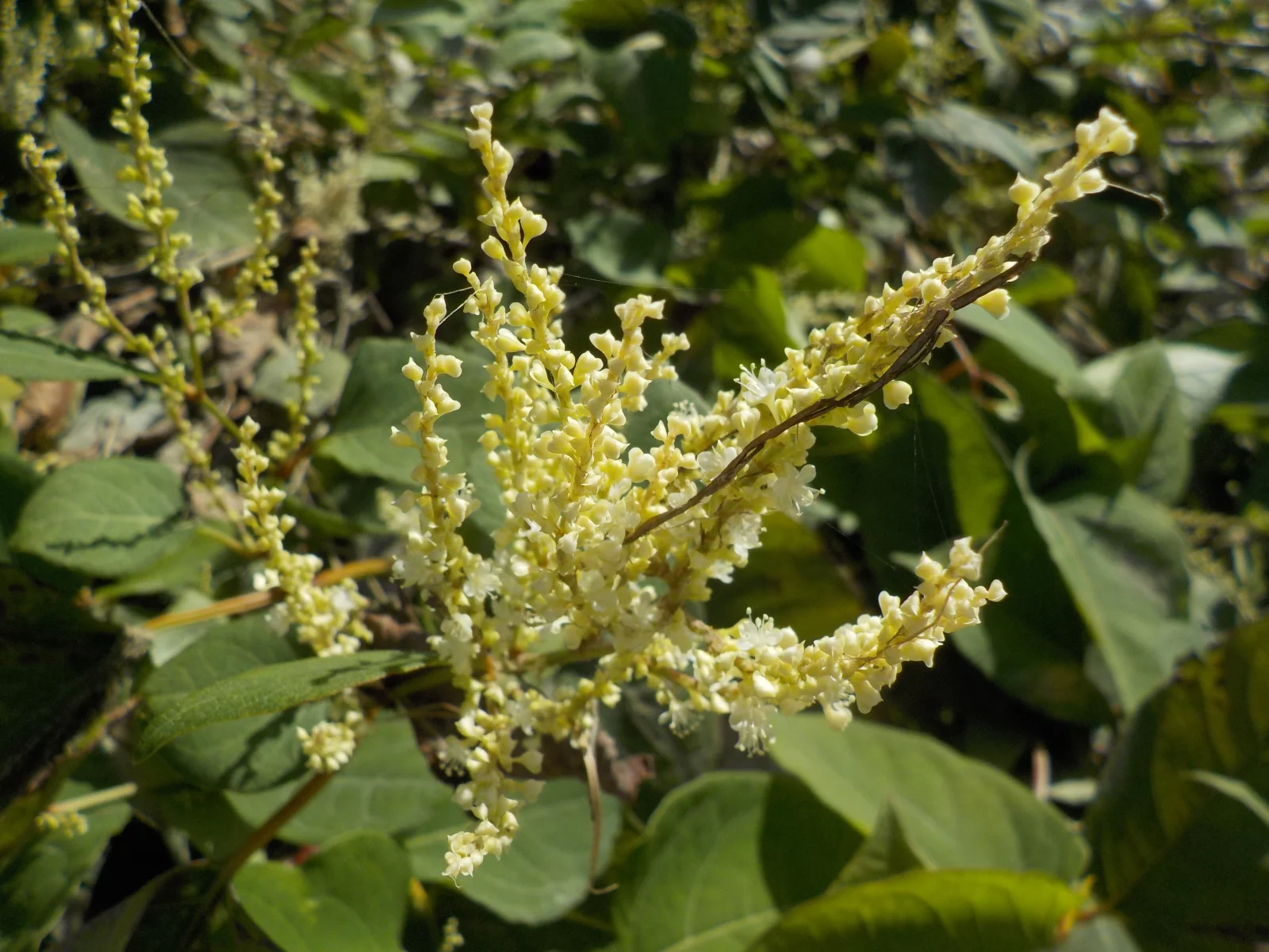 DSCN6860.webp
