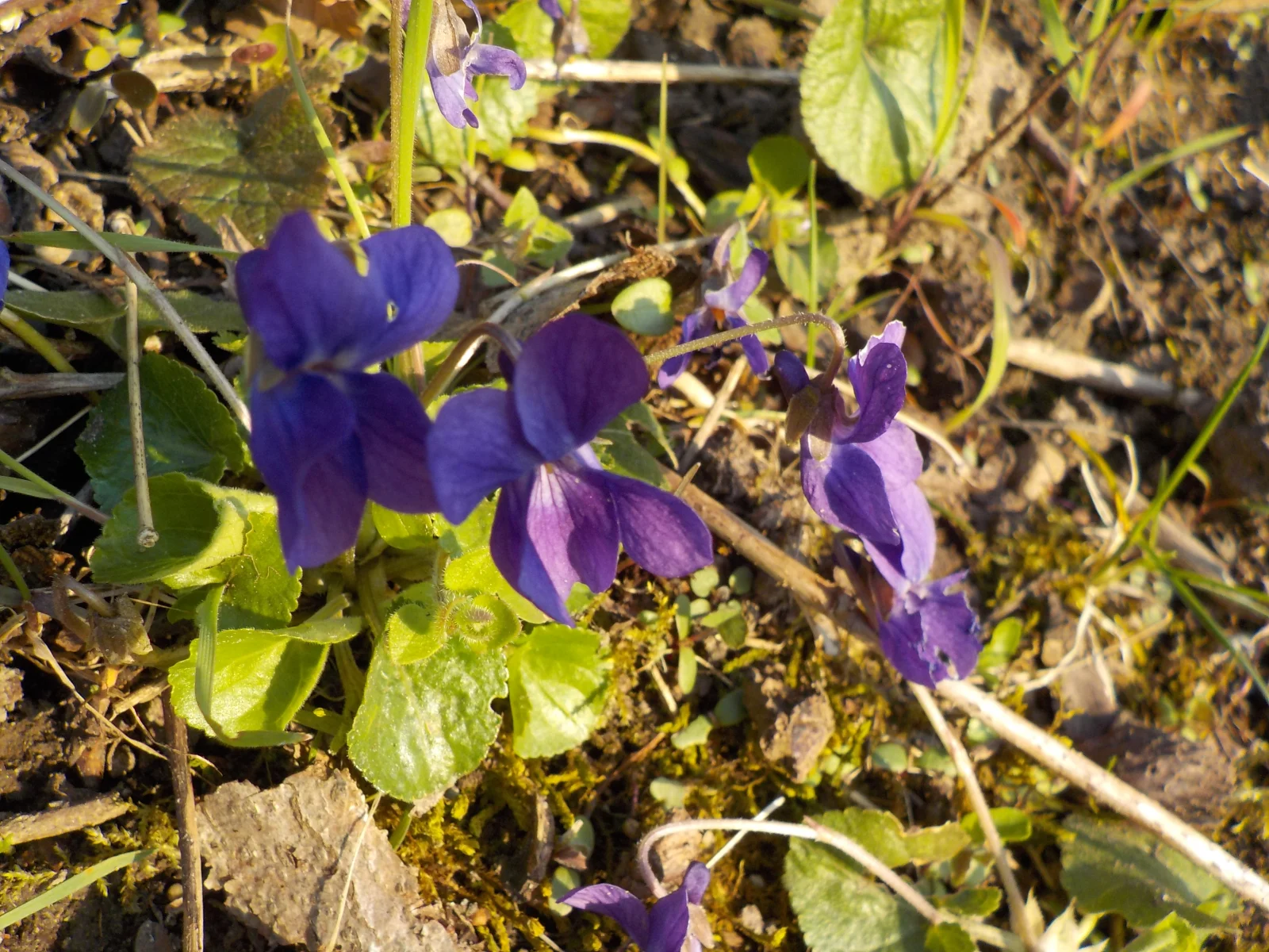 DSCN6970.webp