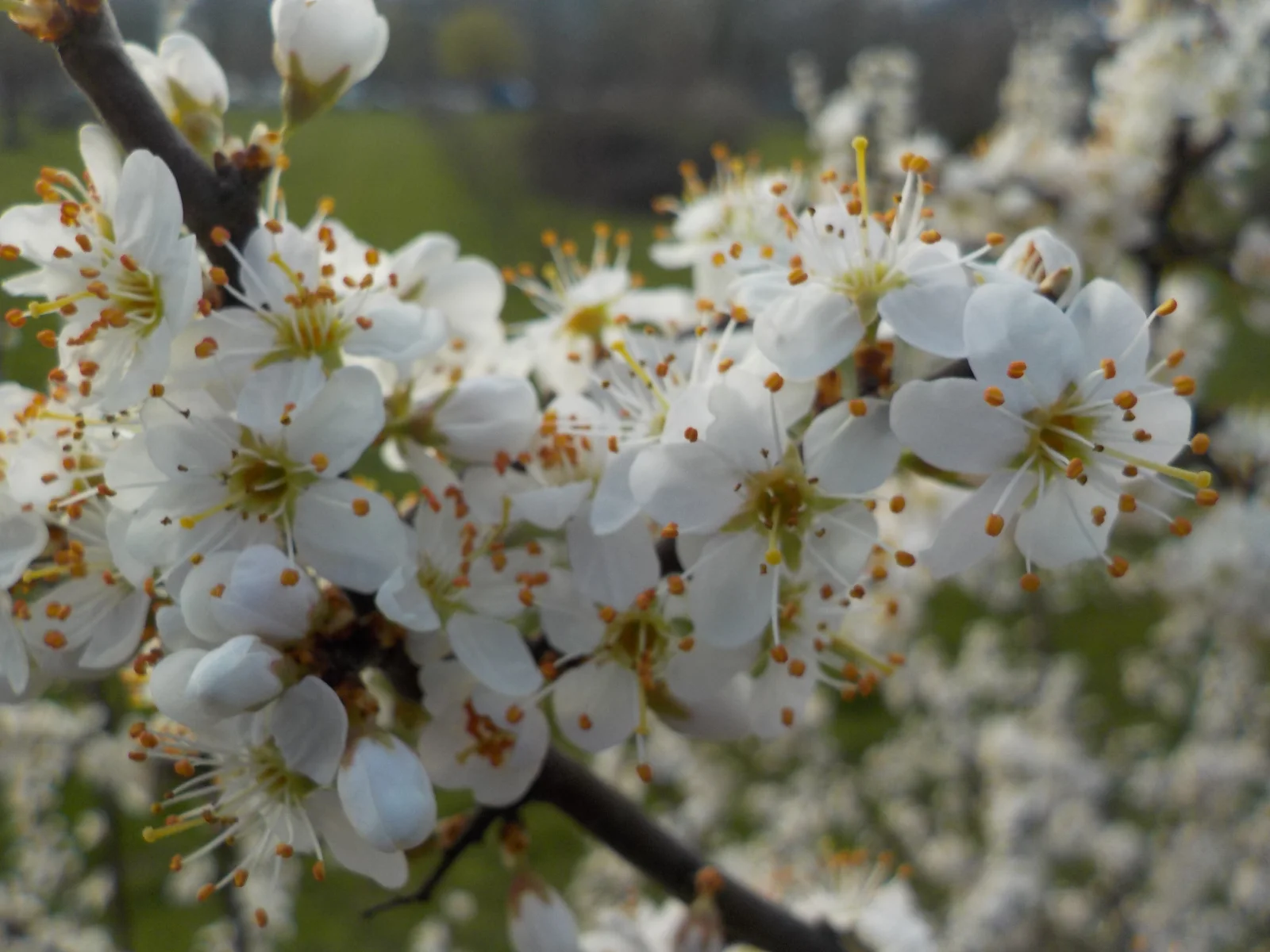 DSCN6992.webp