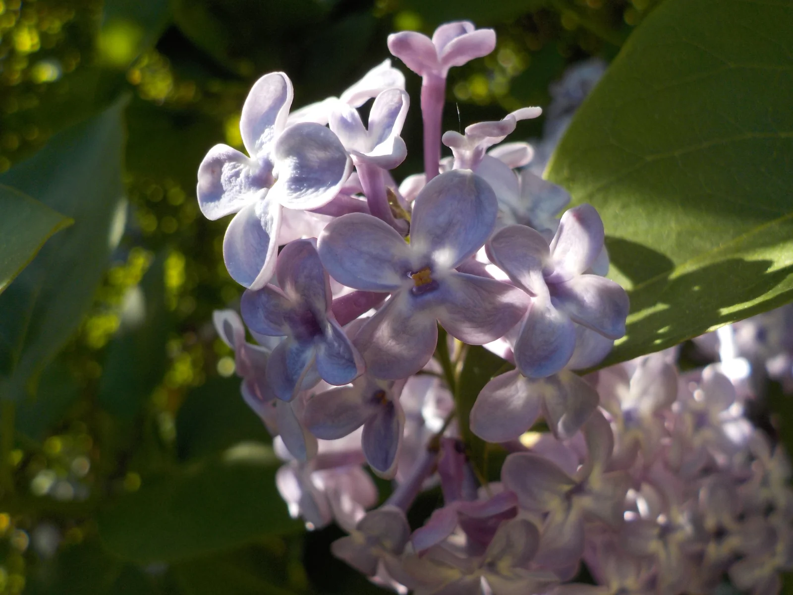 DSCN7086.webp