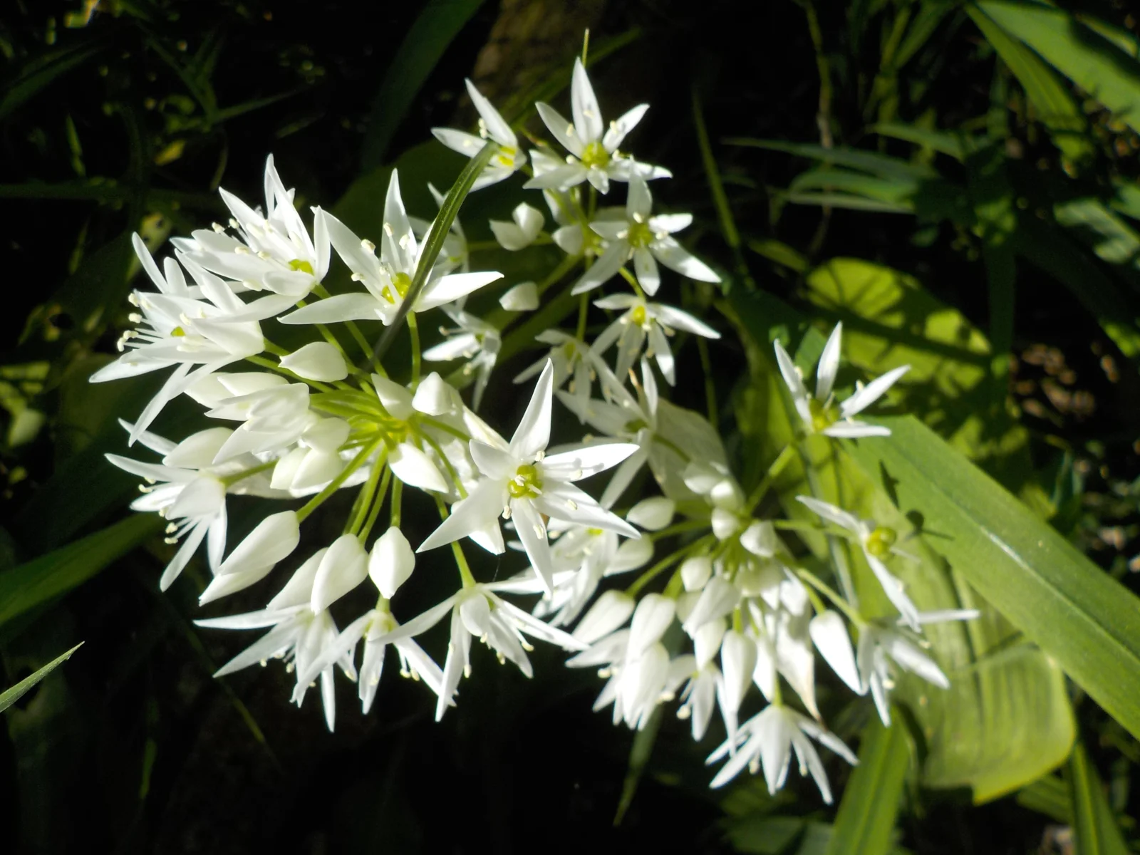 DSCN7090.webp