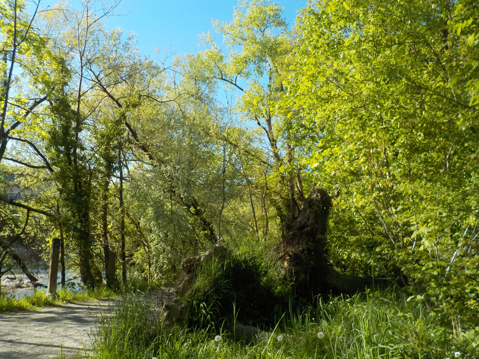 DSCN7091.webp