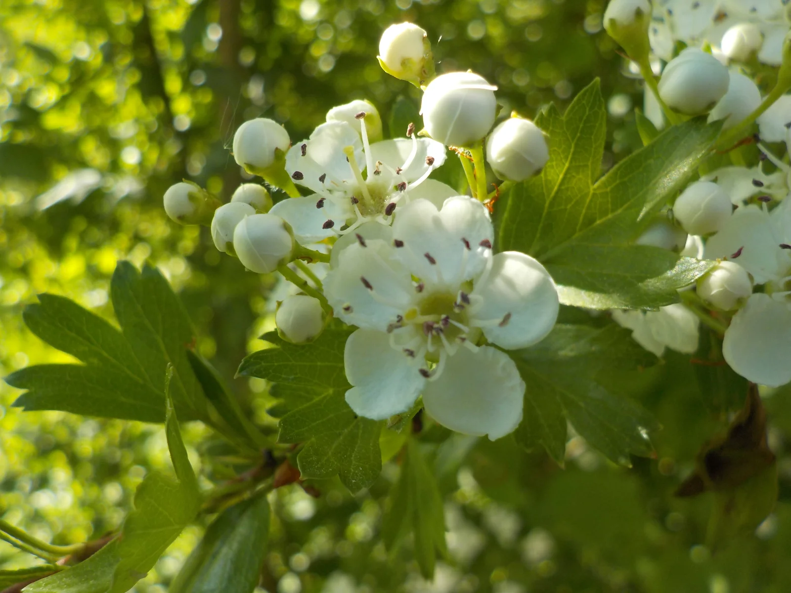 DSCN7096.webp