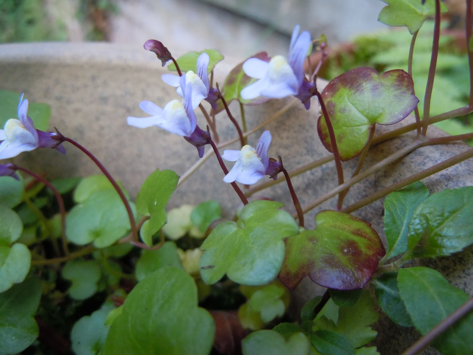 DSCN9372.webp