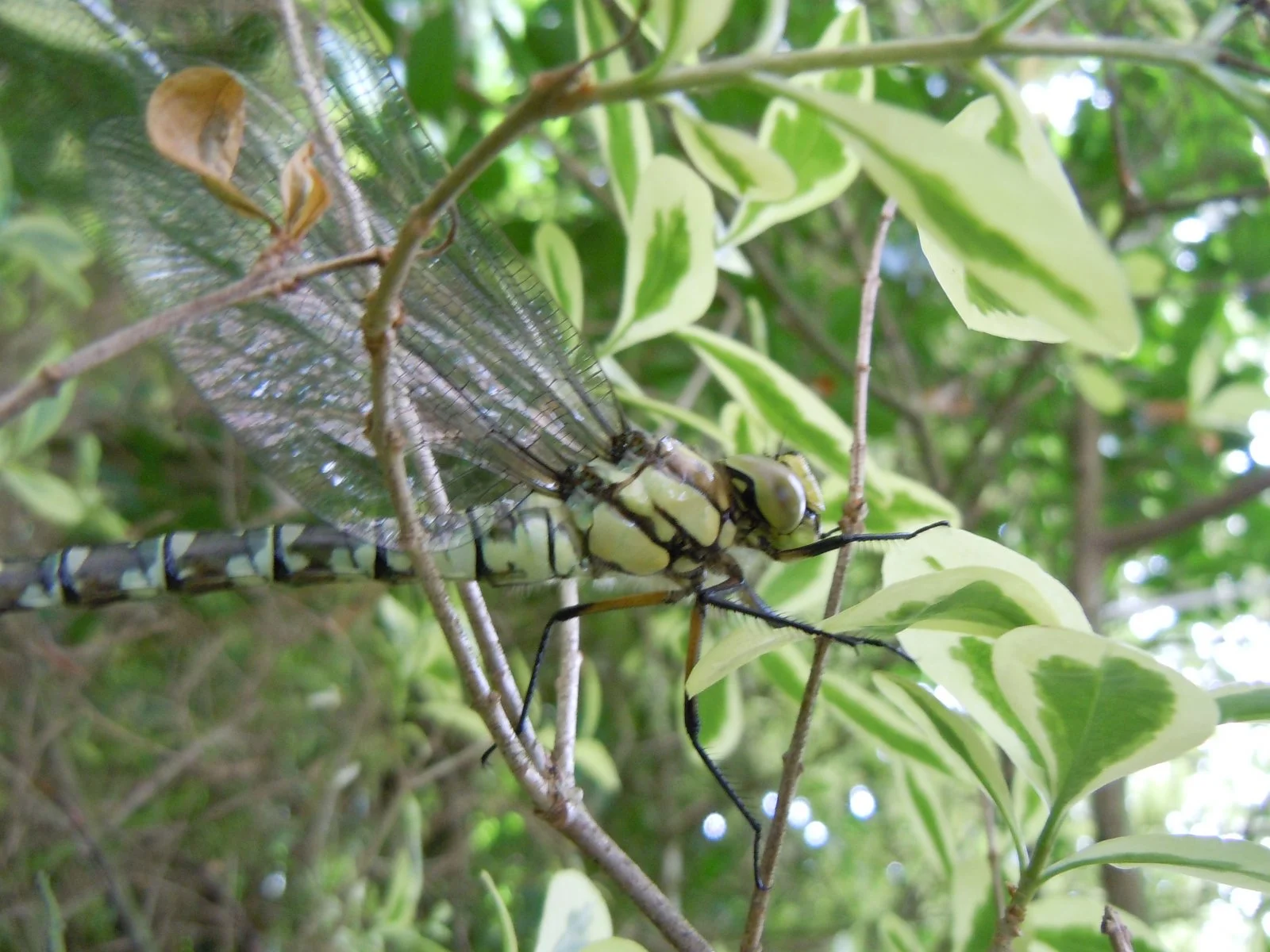DSCN9712.JPG