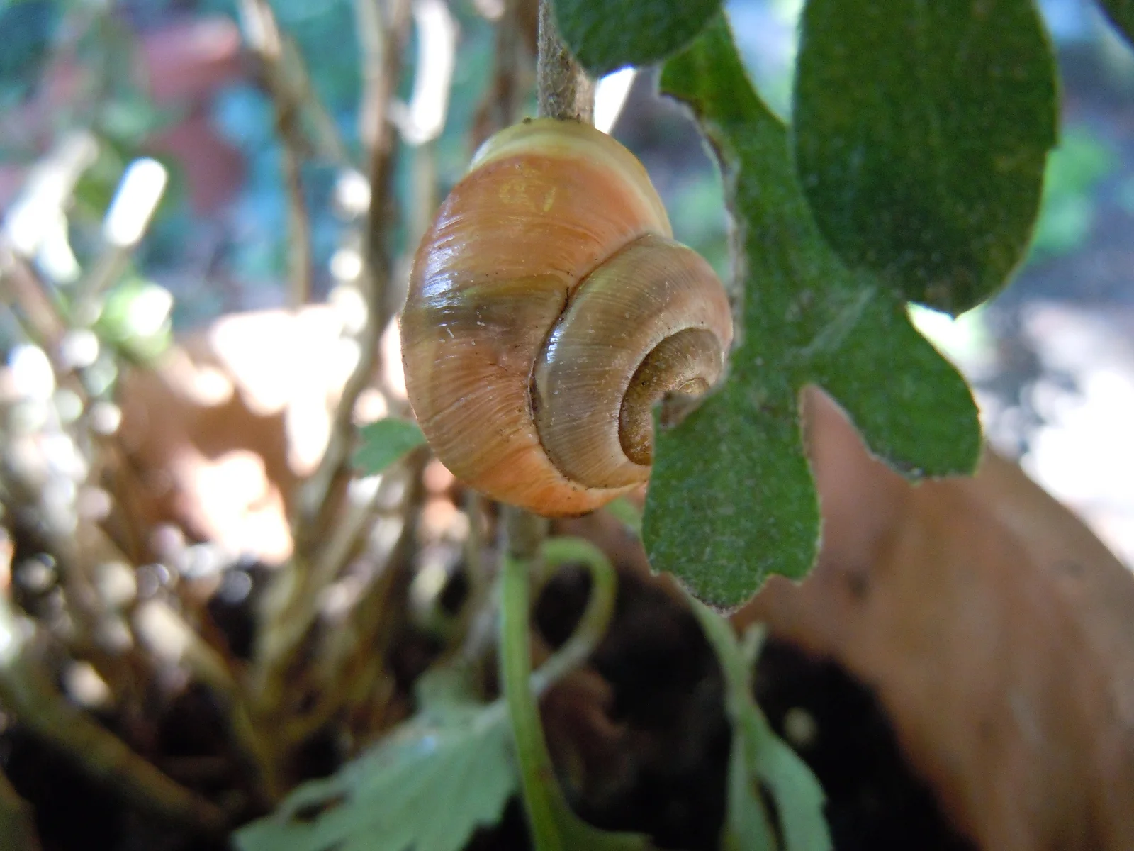 DSCN9722.webp