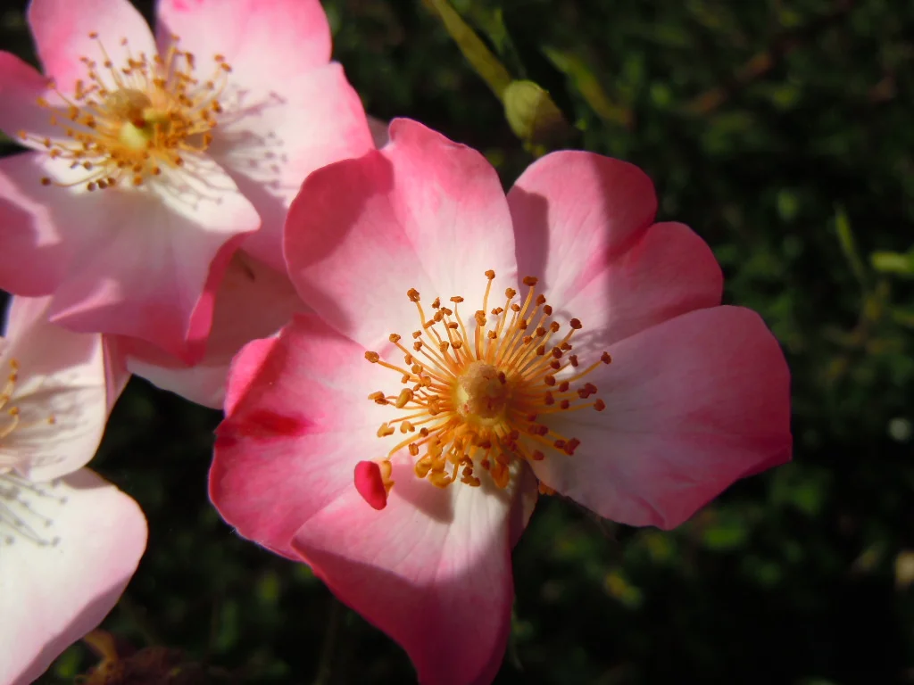 DSCN9745.JPG