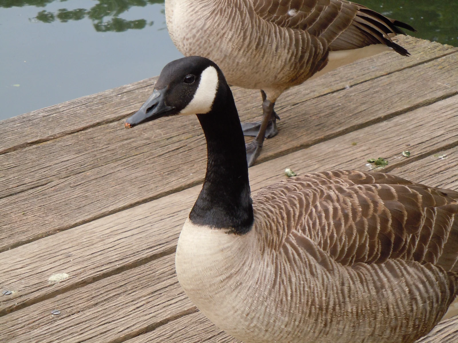 DSCN9748.webp