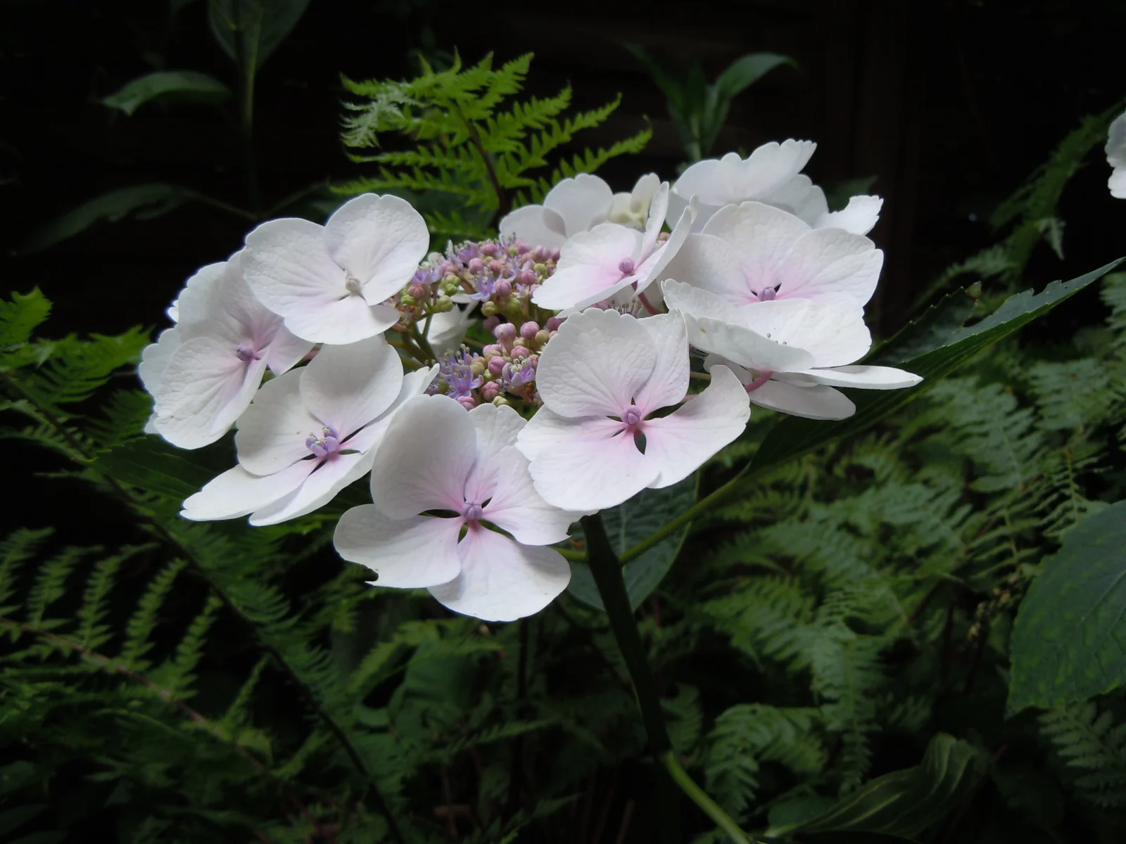 DSCN9766.webp