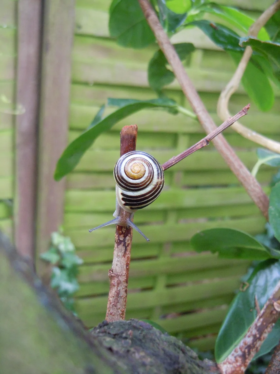 DSCN9981.webp