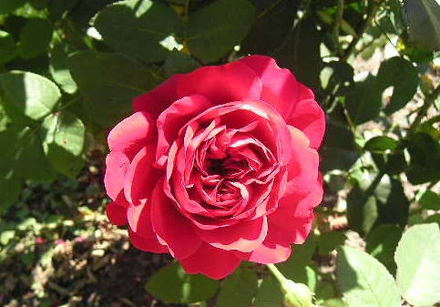 Duft der Rose