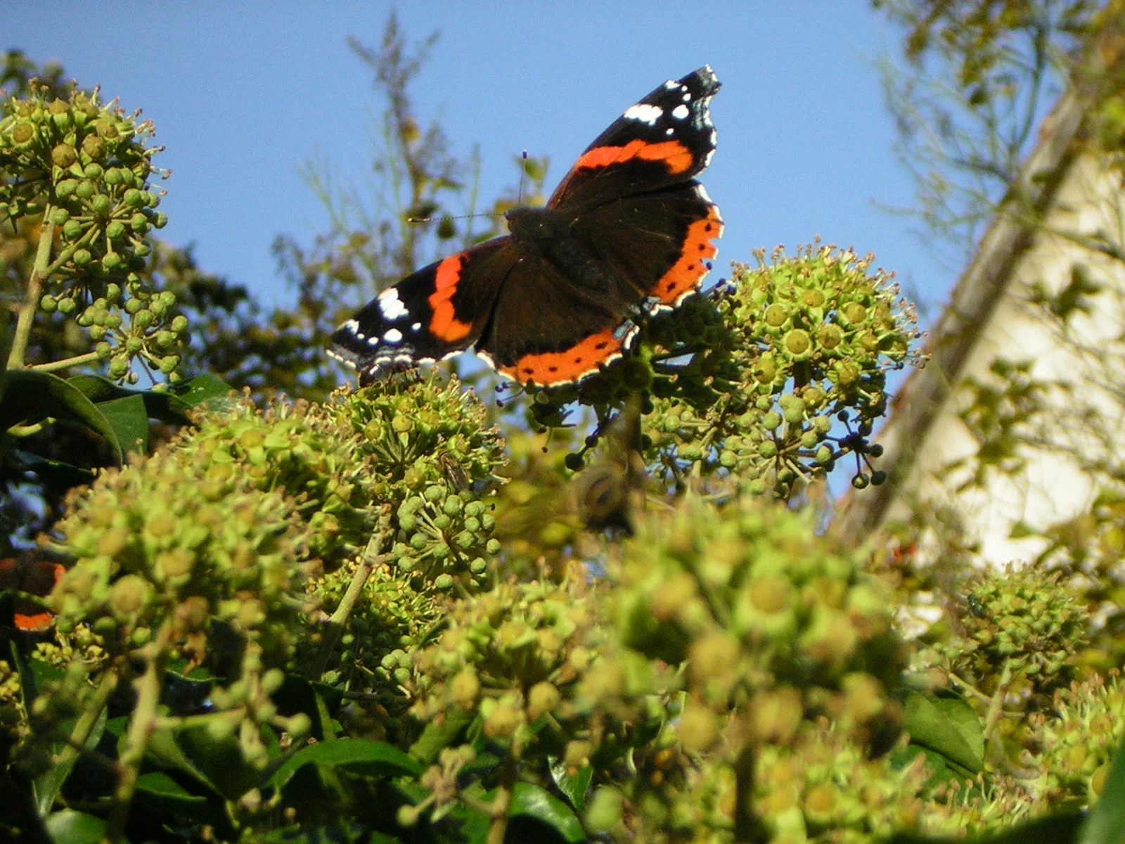 EfeuSchmetterling 3.jpg