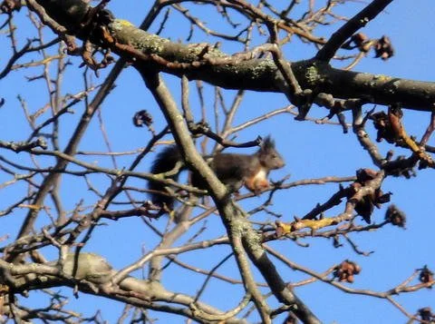 eichhörnchen-schnappschuss.jpg