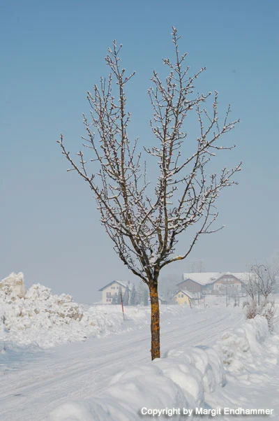 Ein Baum