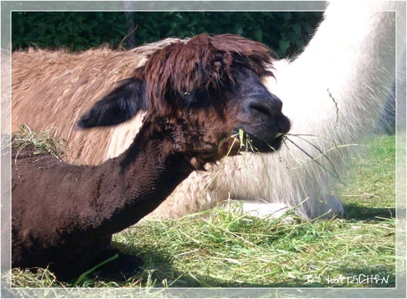 Ein faules Lama