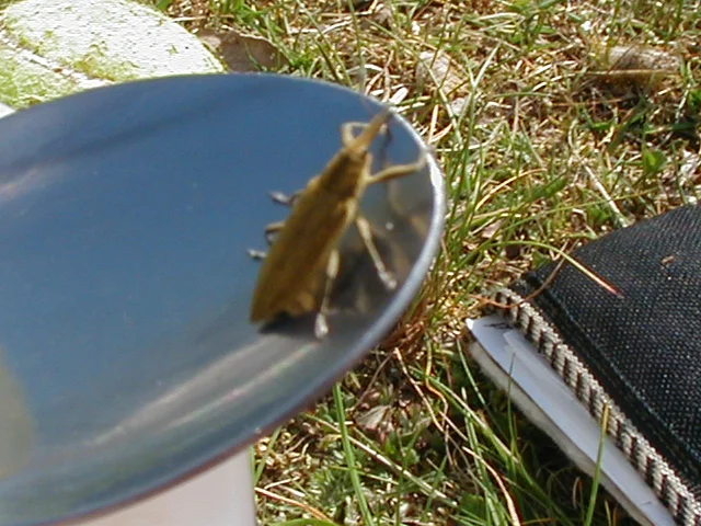 Ein kleiner Besucher...