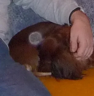 ein orb auf meinem hund