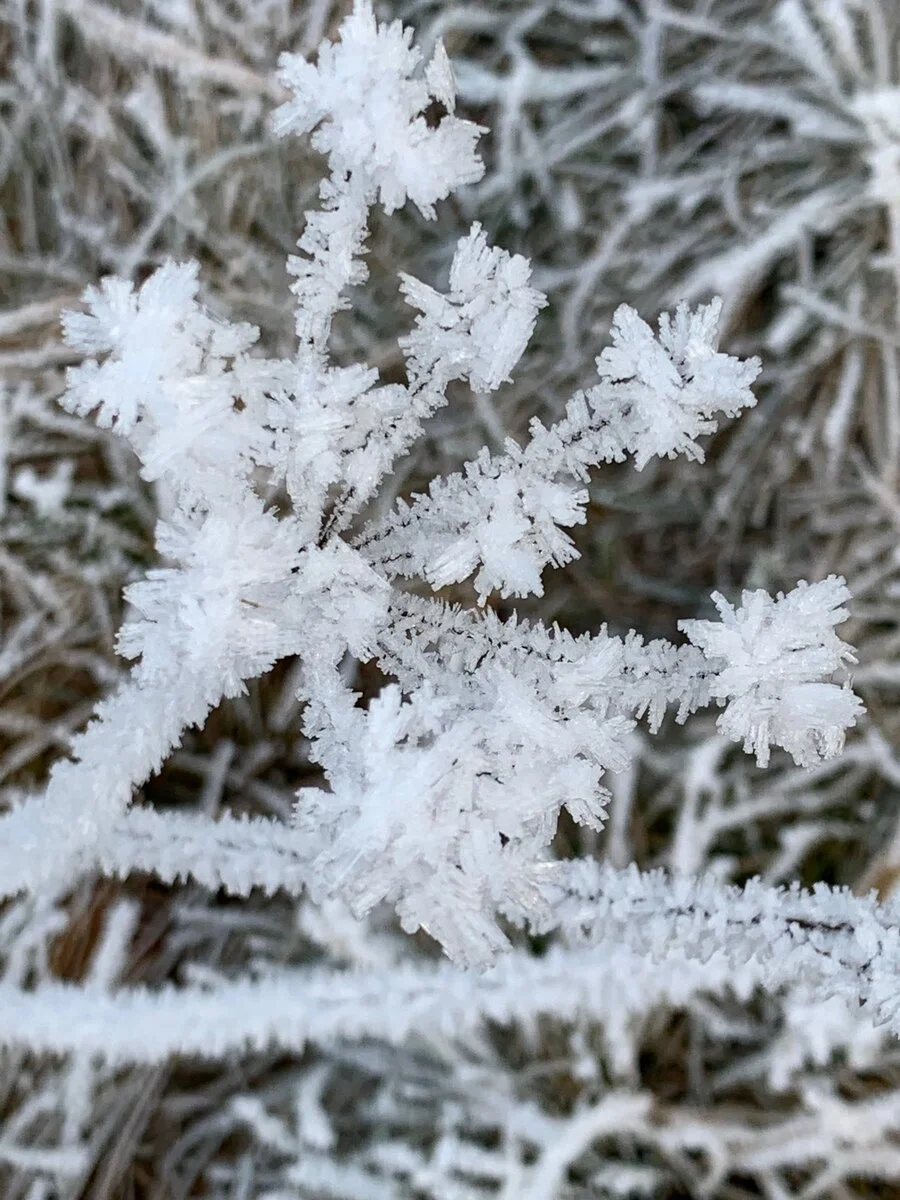 eisblume.jpg