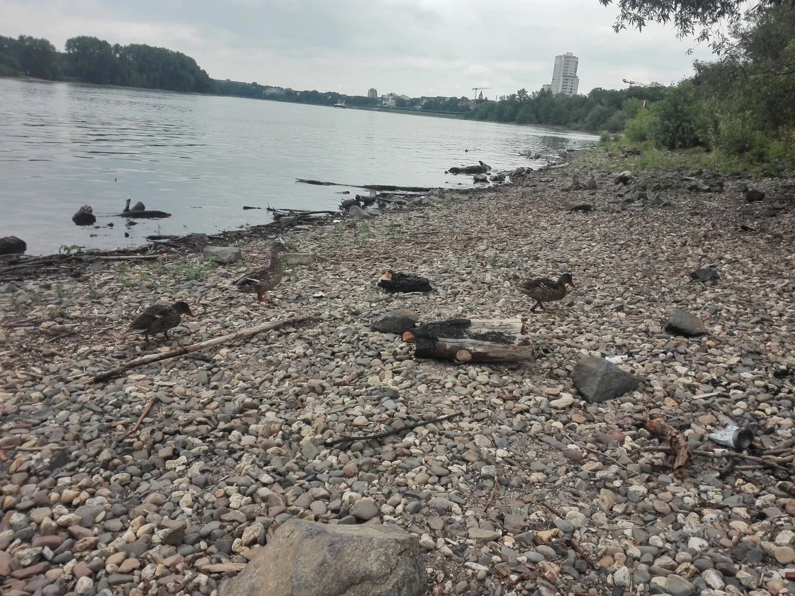 enten.jpg