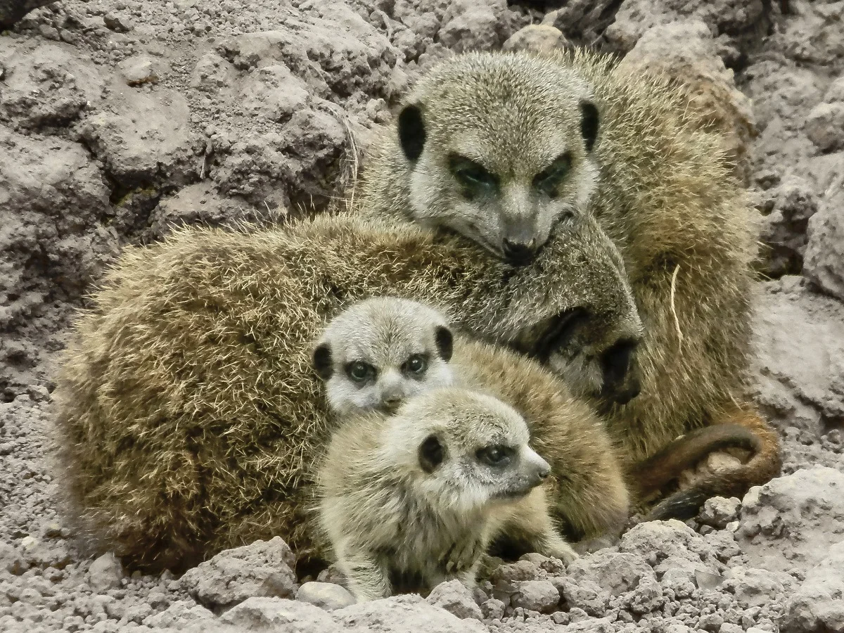 Erdmännchen (1 von 1).jpg