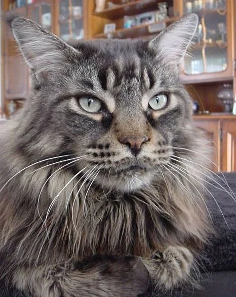 Ernesto, Maine Coon