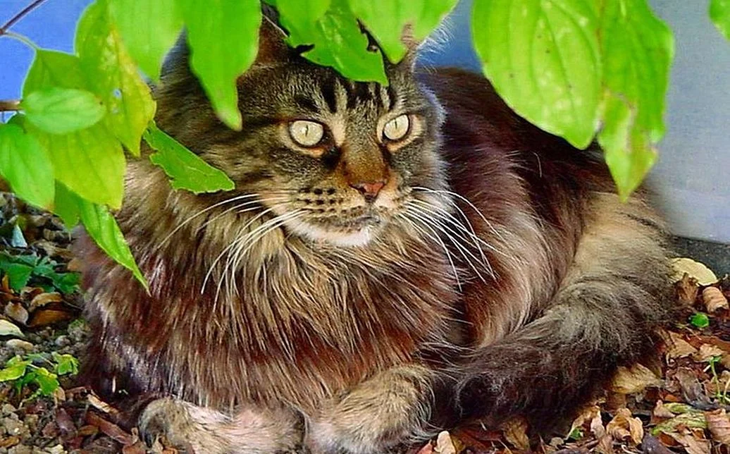 Ernesto