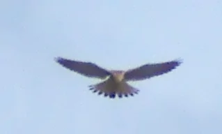 Falke_20150924_01.jpg