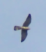 Falke_20150924_02.jpg