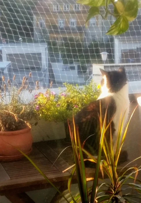 Felix am Balkon_1.jpg