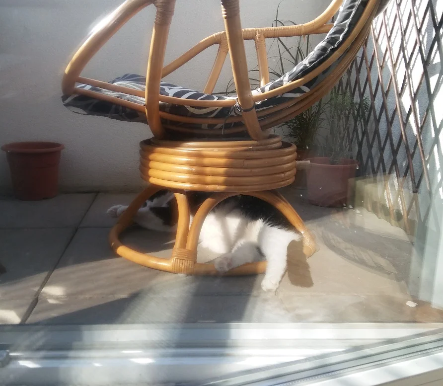 Felix in der Sommerhitze.jpg