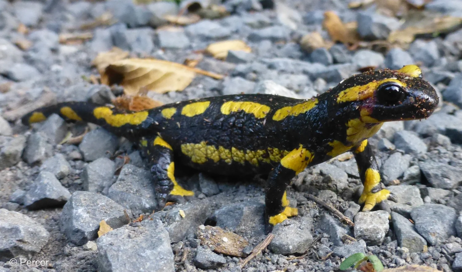 Feuersalamander2.png