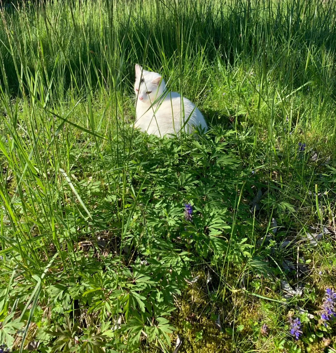 findus good morning.jpg
