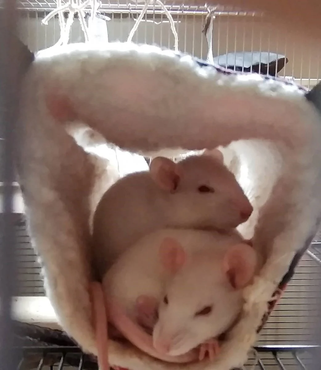 Flauschis Flauschtunnel.jpg